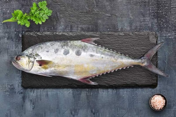 Queen Fish mild flavour grilling